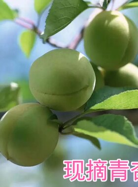 东北鲜鲜水果杏子青杏酸脆杏现摘发货孕妇水果青杏
