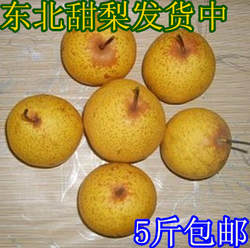 白梨新鲜水果正宗绥中大白梨/白梨东北特产绥中白梨甜梨5斤装包邮