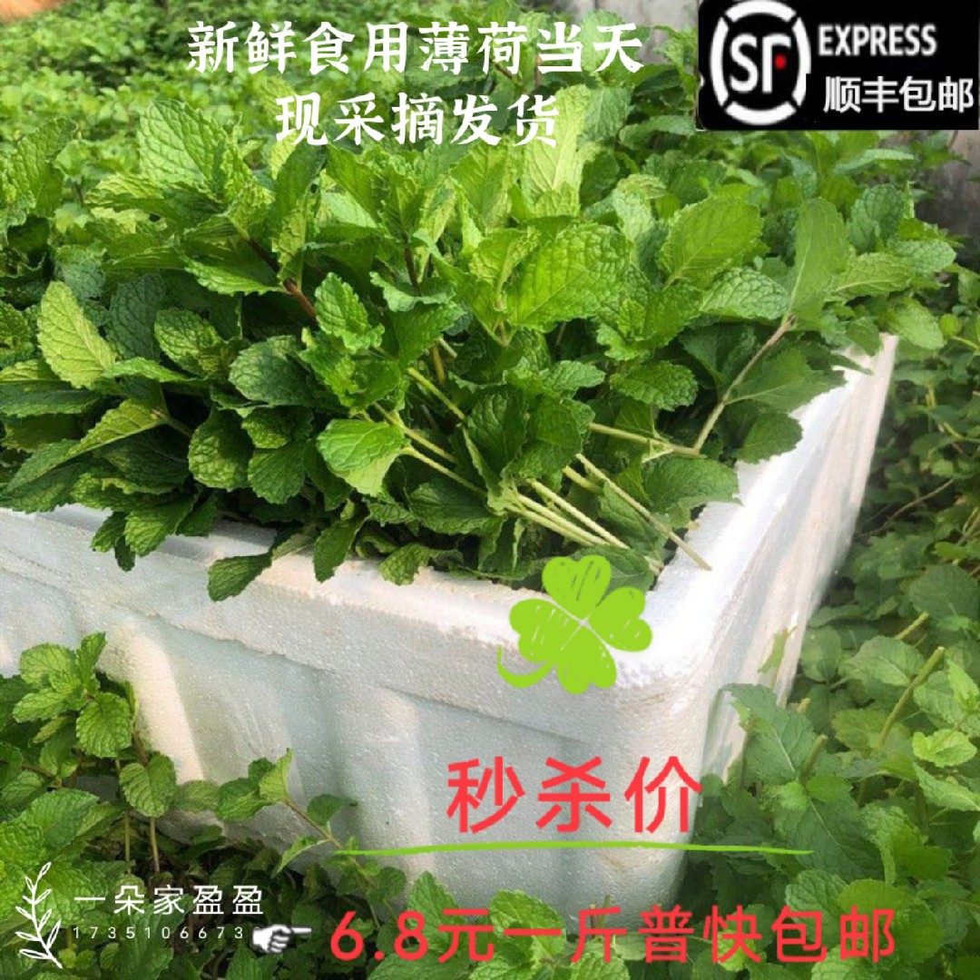 新鲜留兰香薄荷叶新鲜食用泡水装饰烘焙调酒水500g包邮鲜薄荷叶