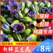 现货新鲜蓝莲花鲜花500g睡莲做纯露提取原料三斤起订