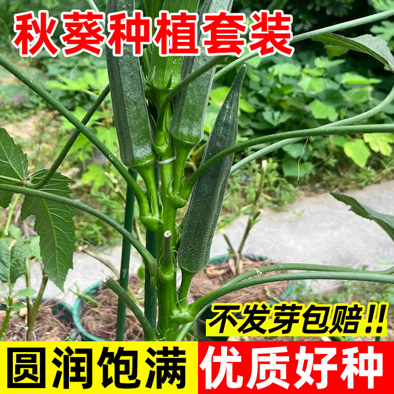 秋葵种子种植套装水果黄秋葵高产红秋葵庭院阳台四季盆栽蔬菜种子