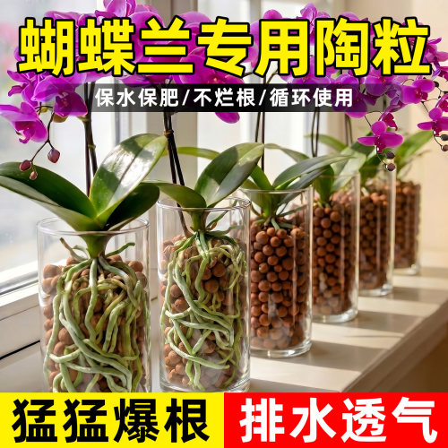 蝴蝶兰专用陶粒垫底透气营养土