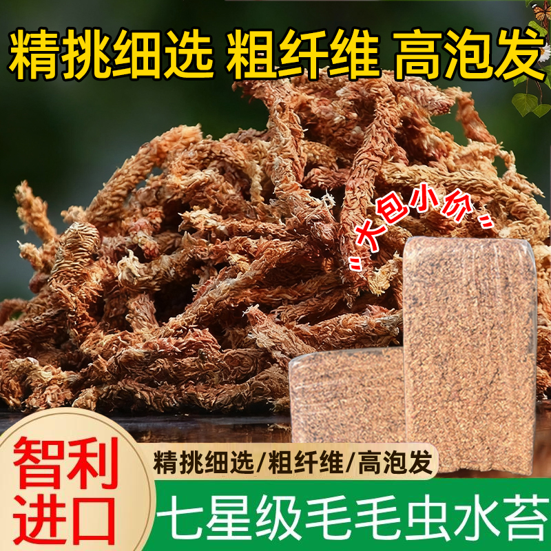 智利进口毛毛虫水苔蝴蝶兰专用土干苔藓石斛兰花植料爬宠冬眠垫材