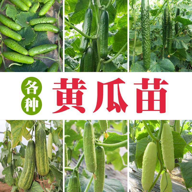 水果黄瓜苗秧苗高产旱黄瓜幼苗香瓜四季盆栽羊角蜜甜瓜春季蔬菜苗