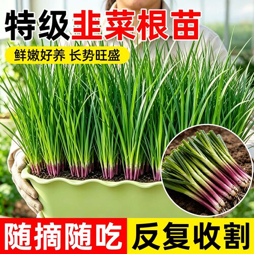紫根韭菜根苗宽叶大叶种苗