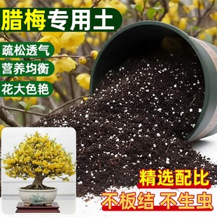 腊梅梅花专用营养土盆栽沙质泥炭土壤绿植通用有机种植土肥料花土