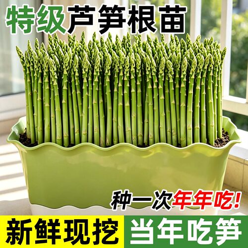 芦笋种籽根苗抗热耐寒四季可种