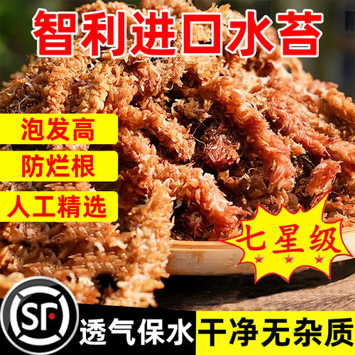 智利进口毛毛虫水苔植物园艺介质