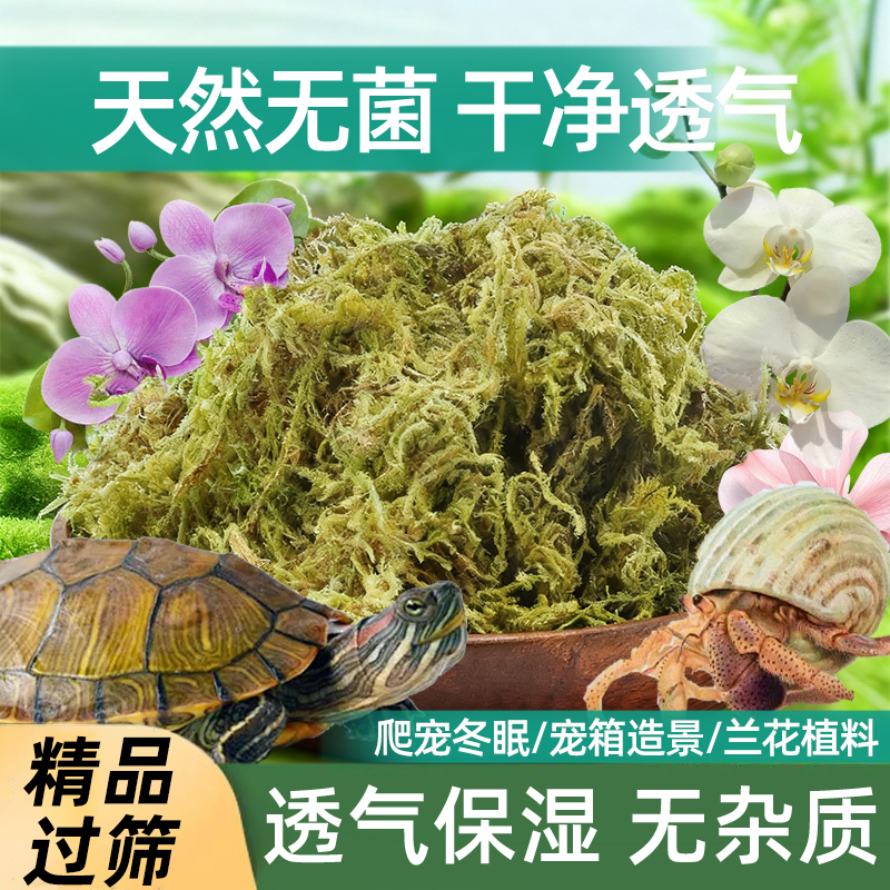 干苔藓水苔青苔爬宠专用垫材铺面石斛蝴蝶兰花植料寄居蟹乌龟冬眠