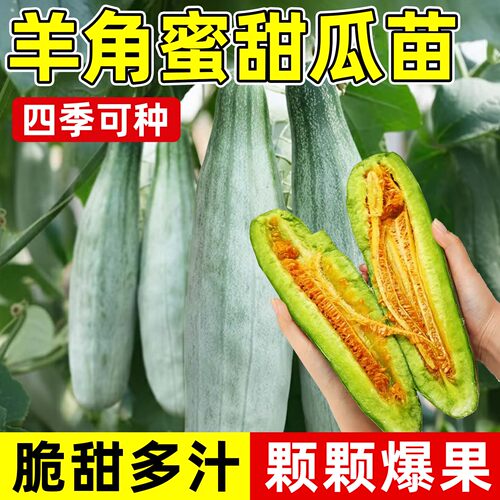 四季阳台高产羊角蜜甜瓜苗
