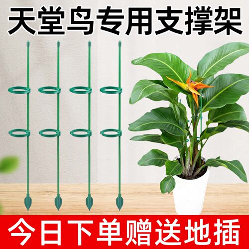 天堂鸟支撑杆三角梅蝴蝶兰固定器
