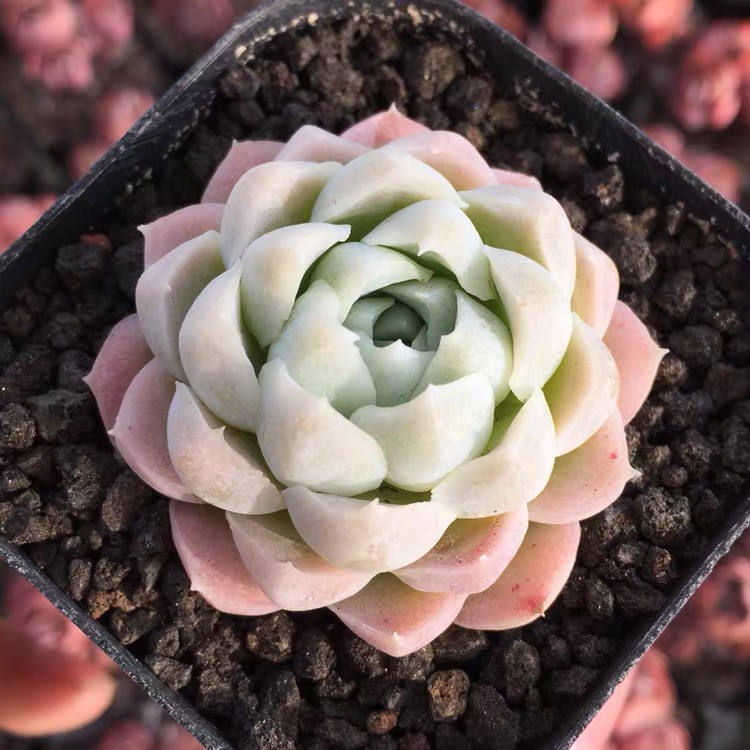 阿尔巴白月影多肉植物群生罕见多肉稀有贵货小盆栽开花绿植盆景
