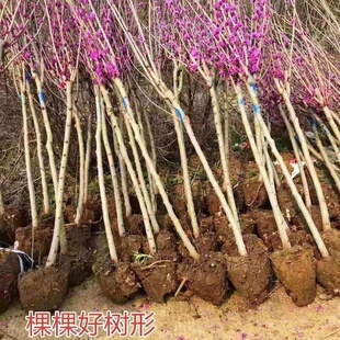 庭院别墅园林景观紫荆花树苗户外耐寒四季南北方种植绿化苗木植物