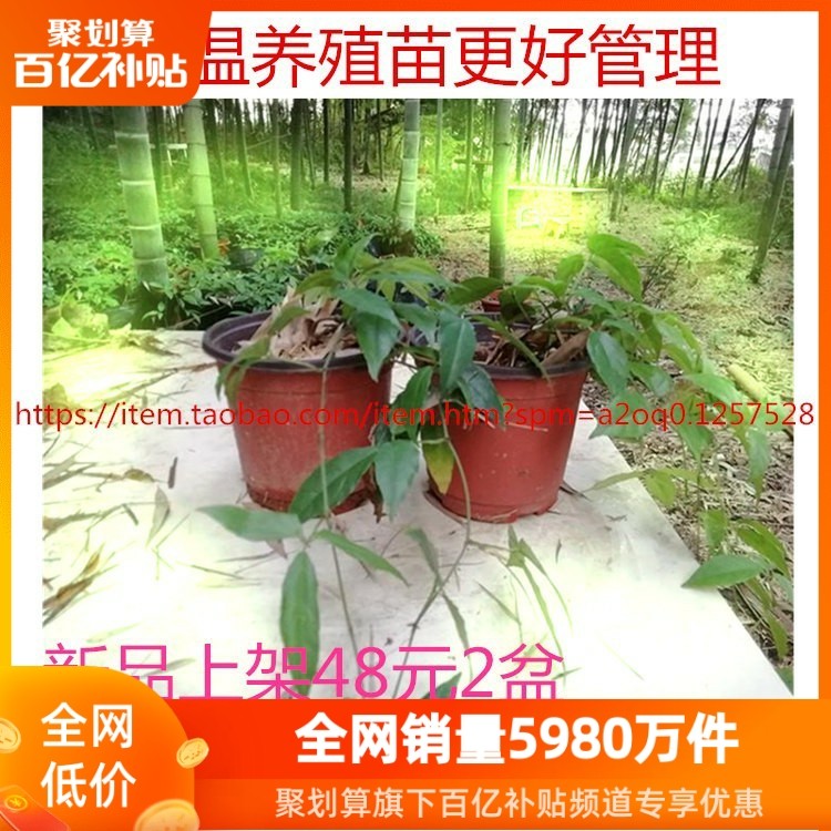 浙江紫藤三叶青苗带盆发货包活金