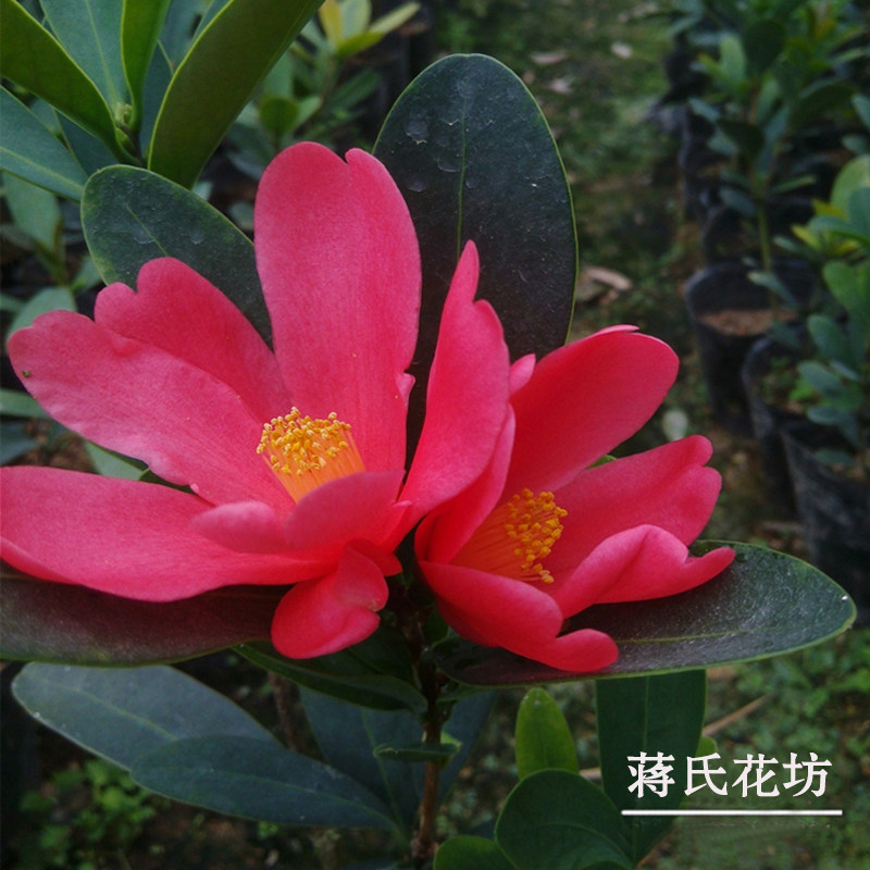 观赏四季红色杜鹃山茶花庭院花卉植物花迷你家养鲜花桌面绿植盆栽