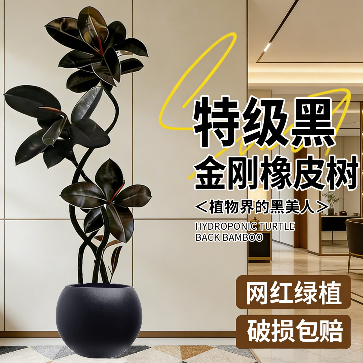 四季造型橡皮树高级客厅大盆栽好养黑金刚室内大型绿植办公室植物,鲜花速递/花卉仿真/绿植园艺,大型绿植/成品组合盆栽,淘宝优惠券,粉丝福利购,淘宝优惠卷