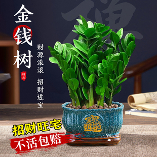 金钱树大盆栽 客厅旺宅招财钱串子好养易活年宵绿植室内摆件
