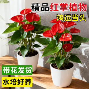 水培红掌盆栽带花鸿运当头一帆风顺四季易活开花卉绿植物室内好养