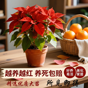 红红火一品红年宵花懒人好养室内客厅阳台观赏花卉节日氛围担当