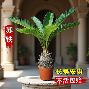 镇宅铁树老桩铁树室内客厅植物摆件盆景禅意桌面绿植苏铁懒人绿植