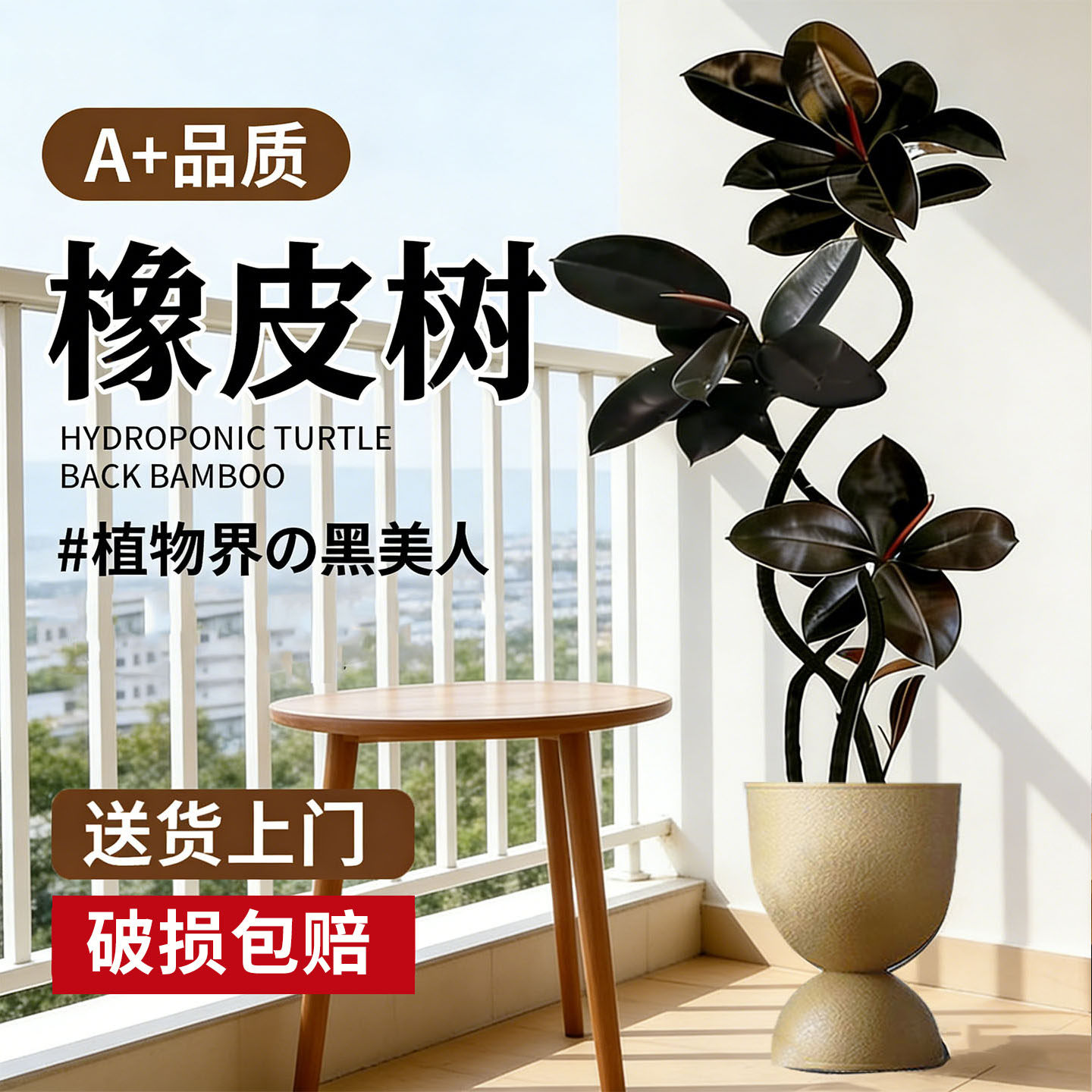 客厅高级造型橡皮树大盆栽四季好养黑金刚室内大型绿植办公室植物,鲜花速递/花卉仿真/绿植园艺,大型绿植/成品组合盆栽,淘宝优惠券,粉丝福利购,淘宝优惠卷