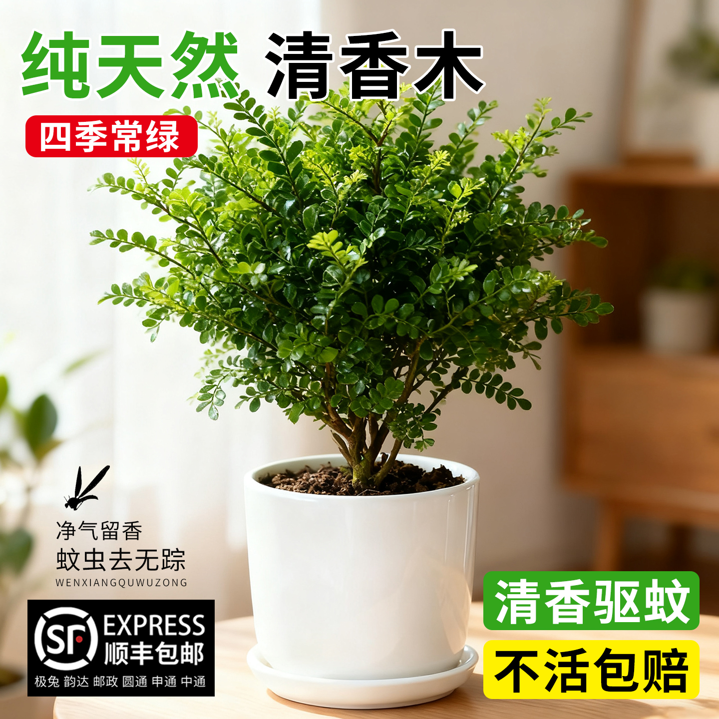 清香木新手室内盆栽绿植常青