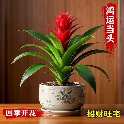 <红掌贺岁年宵花>鸿运当头盆栽