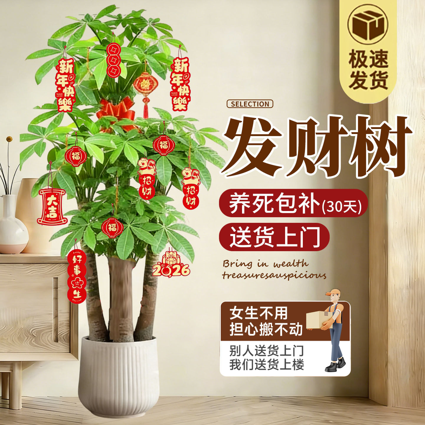 步步高三杆发财树室内开业大盆栽