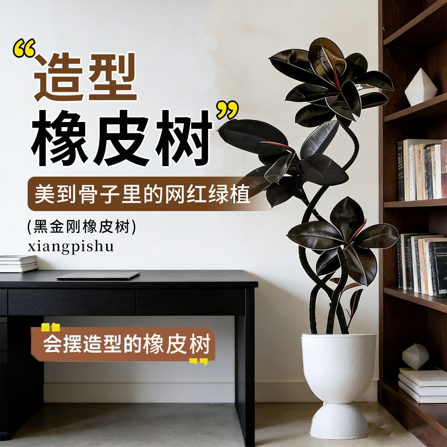 好养真植物黑金刚橡皮树客厅大盆栽拗造型室内大型绿植办公室四季,鲜花速递/花卉仿真/绿植园艺,大型绿植/成品组合盆栽,淘宝优惠券,粉丝福利购,淘宝优惠卷