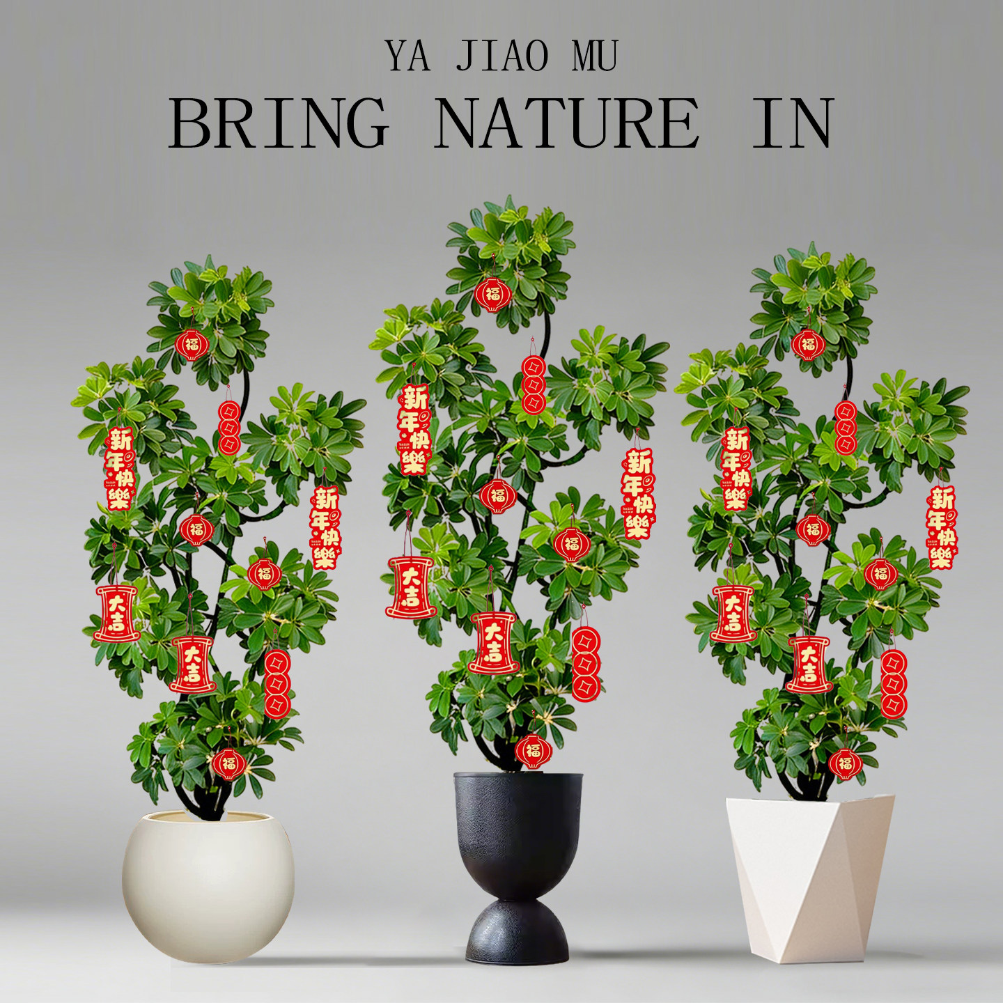 造型鸭脚木客厅大盆栽鸭掌木鹅掌柴室内乔迁绿植植物大型落地四季,鲜花速递/花卉仿真/绿植园艺,大型绿植/成品组合盆栽,淘宝优惠券,粉丝福利购,淘宝优惠卷