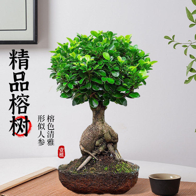 小榕树盆景人参榕盆栽四季常青盆栽办公室内阳台庭院好养植物老桩
