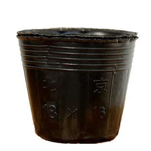 育苗营养杯育苗袋大号一次性花盆黑色种植塑料育苗杯育苗盆营养钵