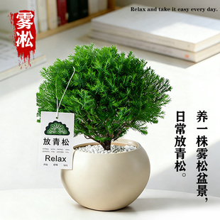 书桌放轻松绿植雾松小盆栽室内好养四季常青绿植摆件解压绿色植物