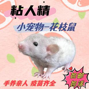 宠物鼠花枝鼠活物活体宝宝大体宿舍小宠物用品笼飞象耳家养幼鼠