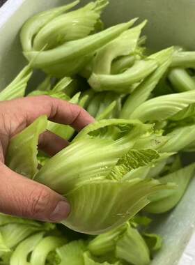 新鲜采摘水东正宗芥菜发货