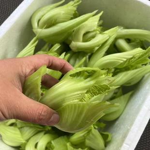 正宗水东芥菜胆新鲜采摘泡沫箱发货广东茂名电白水东特产无渣脆