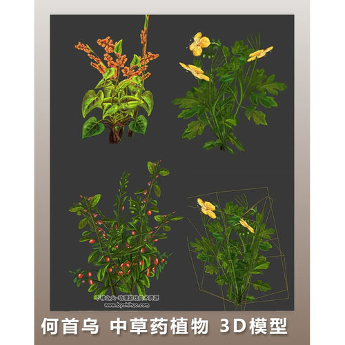 何首乌 中草药植物 四角面3D模型 max格式 黄连 枸杞子 凤尾竹