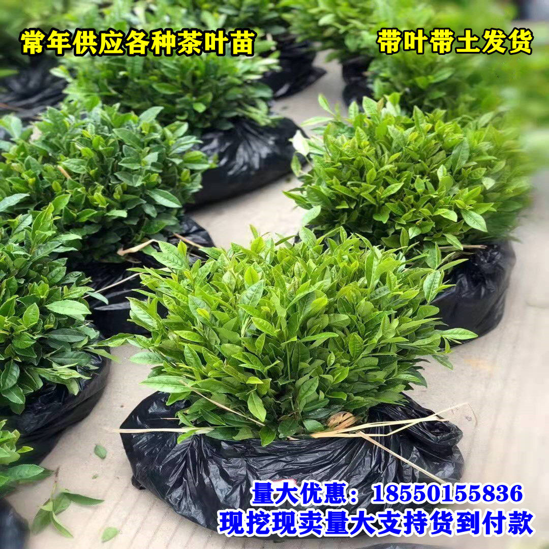 茶叶苗安吉白茶 金牡丹茶叶树苗普洱茶龙井奶白茶南方种植茶树苗