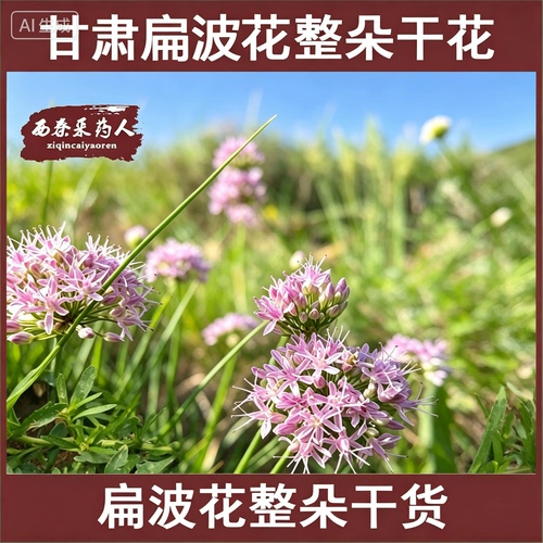甘肃石葱花特产扁波花羊胡子花紫葱花扎蒙花炝浆水炝锅整朵葱花