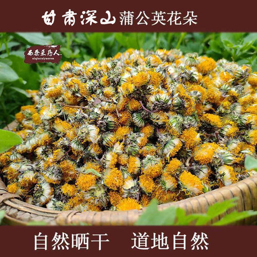 甘肃野生蒲公英花朵茶地丁花蕾人工挑选花骨朵晒干婆婆丁花批发