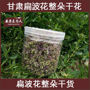 深山野葱花甘肃扁波花胡子自然