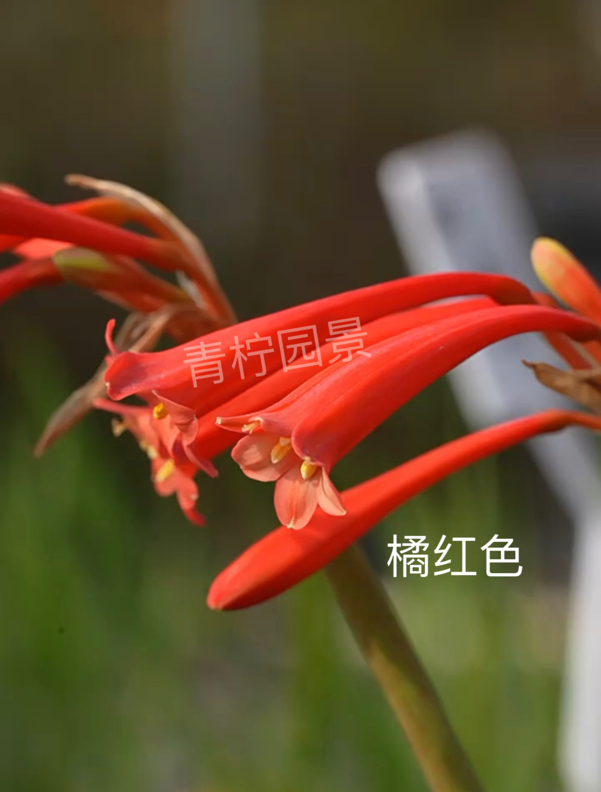 垂筒花多年生草本阳台冬至春