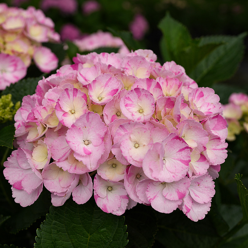 青柠园景  舞姬旭 条纹老枝开花大花绣球花阳台庭院盆栽绿植包邮