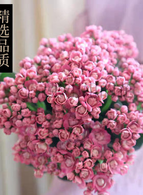 大颗皇后霍姆斯本带花苞长寿花盆栽室内阳台花卉植物花期长窗