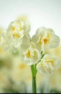 重瓣洋水仙花带花苞香味盆栽新娘花冠土培大种球四季花卉植物室内