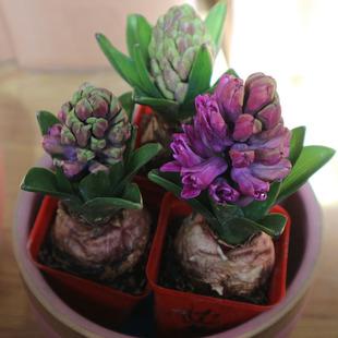 土培风信子原土原盆好养花期长有香味室内阳台葡萄风信子花卉春季