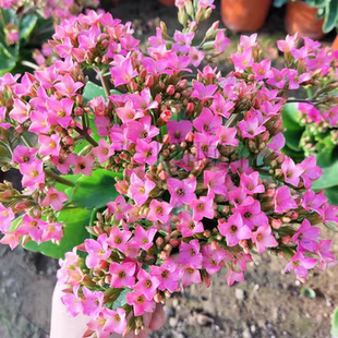 单瓣春晓长寿花盆栽带花苞多年生好养耐活阳台庭院花卉植物