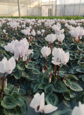 带花苞白色仙客来四季易活好养开花不断室内阳台花卉植物春季花