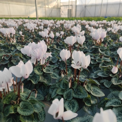 带花苞白色仙客来四季易活好养开花不断室内阳台花卉植物春季花