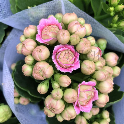 带花苞克里斯丁长寿花花卉盆栽好养多年生四季花期长阳台客厅窗台